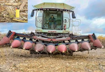 Mulcht beim Pflücken